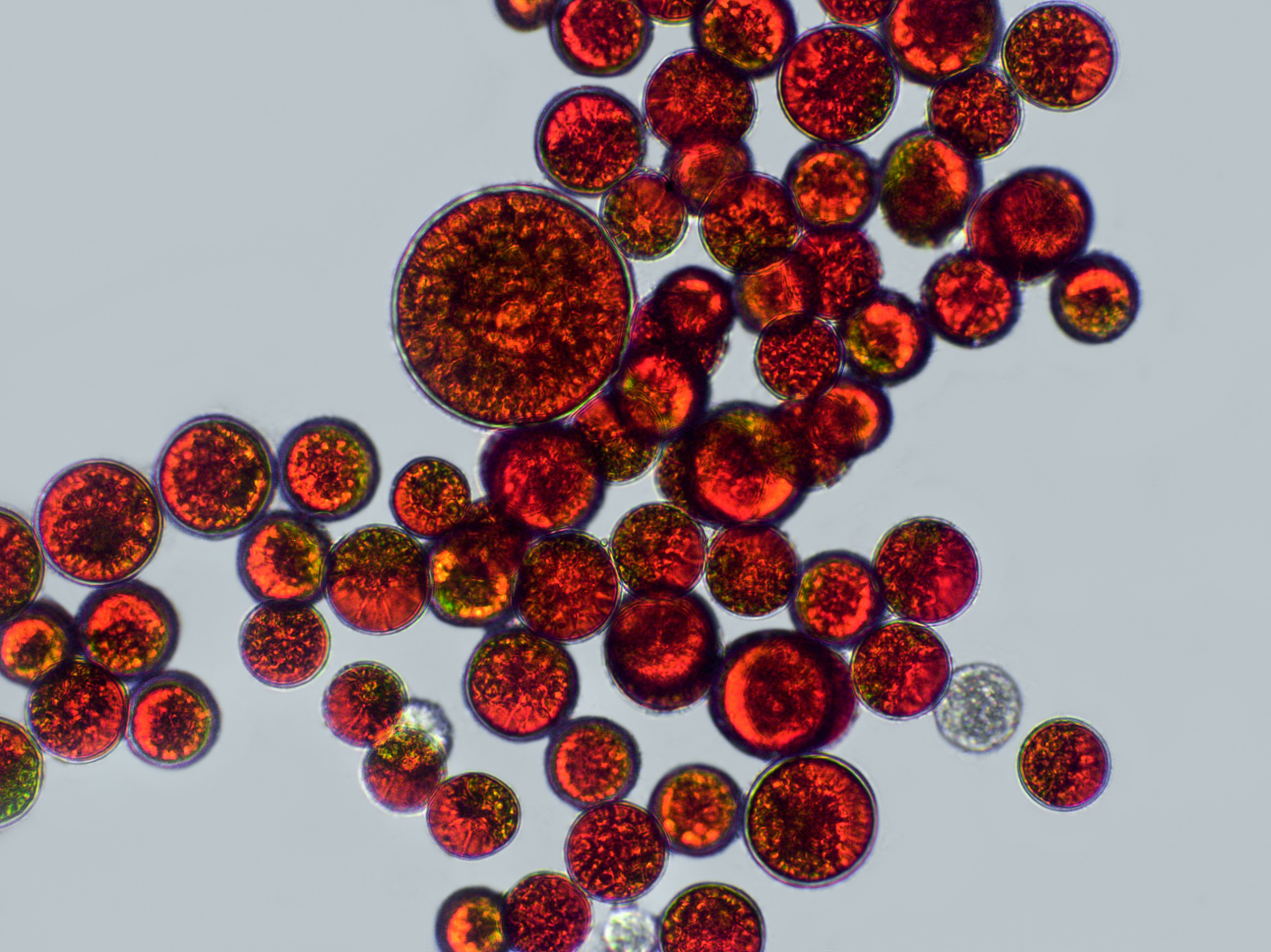 Astaxanthin Bild zu 8mg Astaxanthin