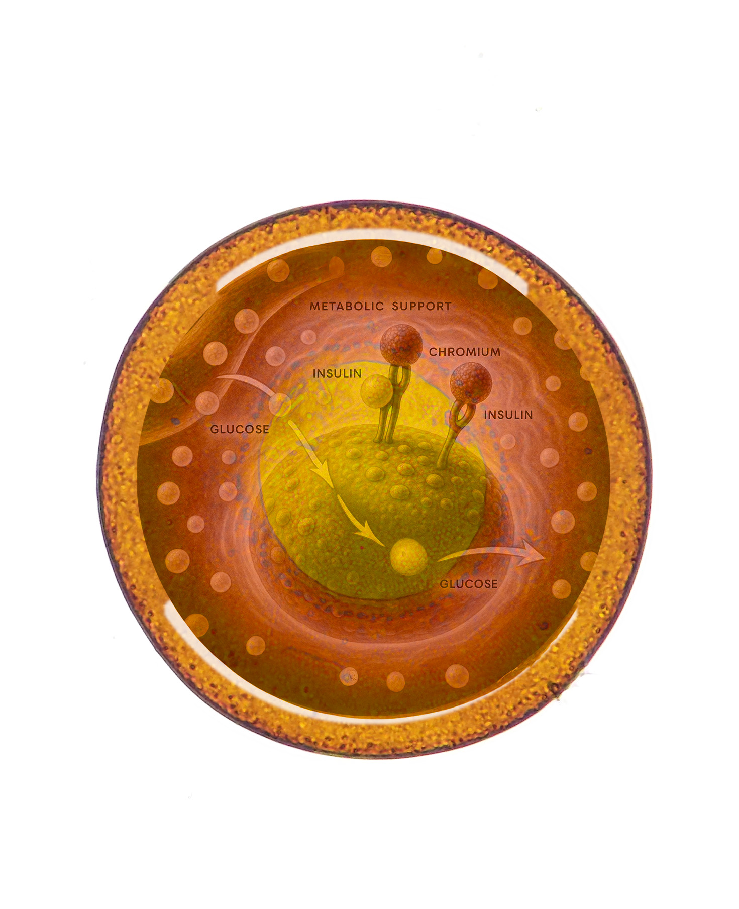 Infografik zur wissenschaftlichen Forschung rund um Blutzucker Komplex