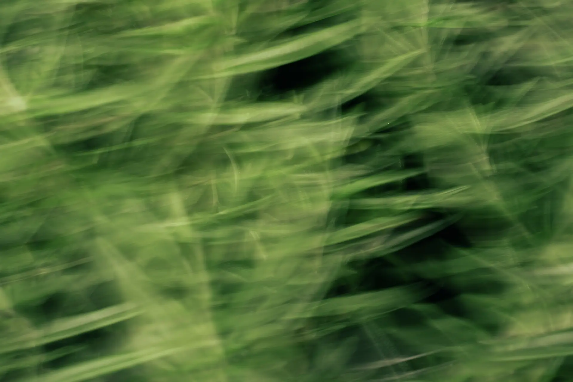 Resveratrol Longevity Bild zu Vollwirksames RESROX® 98 Trans-Resveratrol