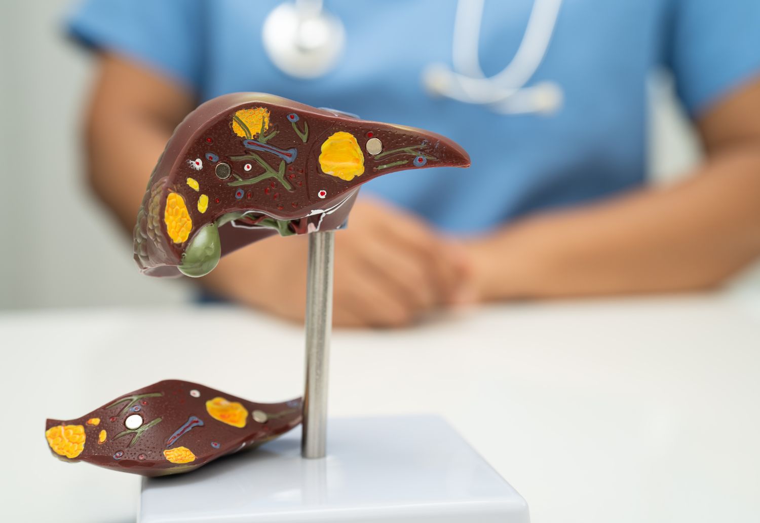 Die Leber – Das Zentrum der Transformation im Körper