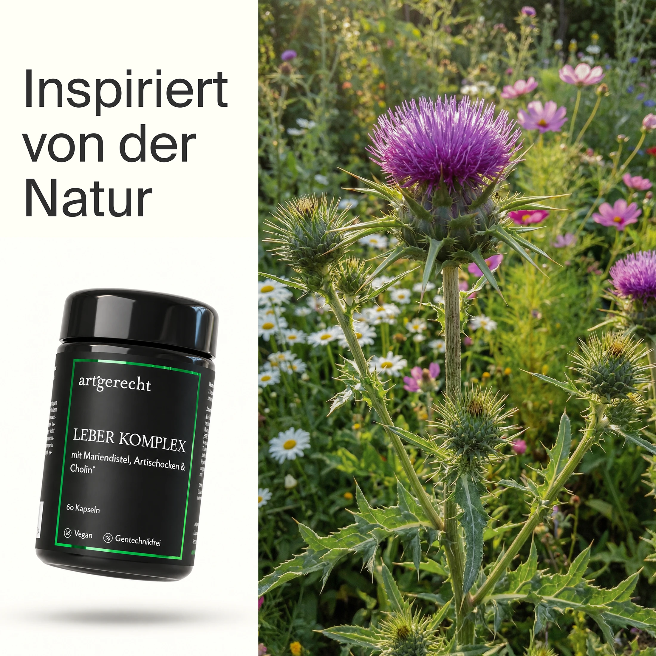 Leber Komplex mit Mariendistel