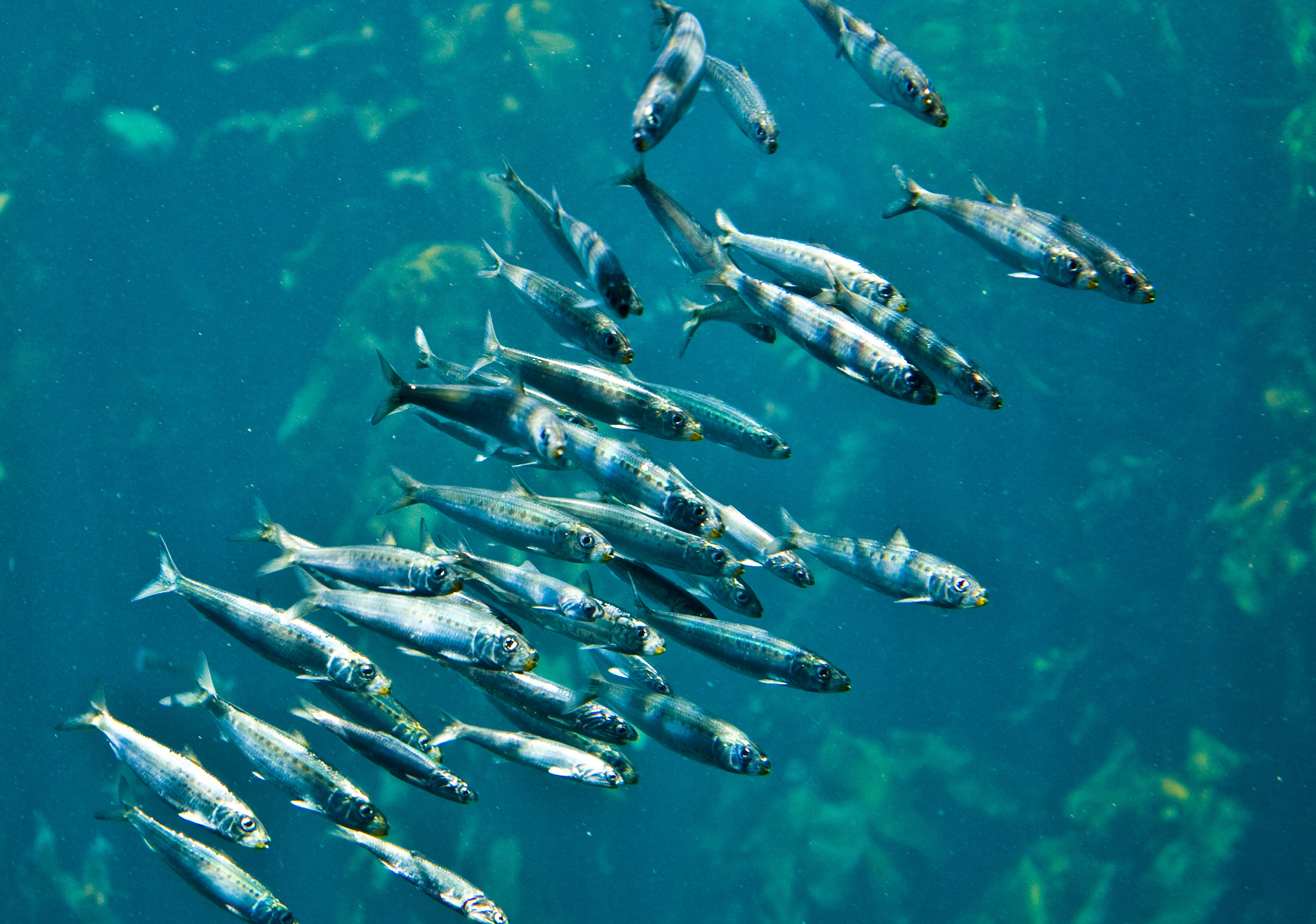 Darstellung von Omega 3 – natürliche Unterstützung für dein Immunsystem