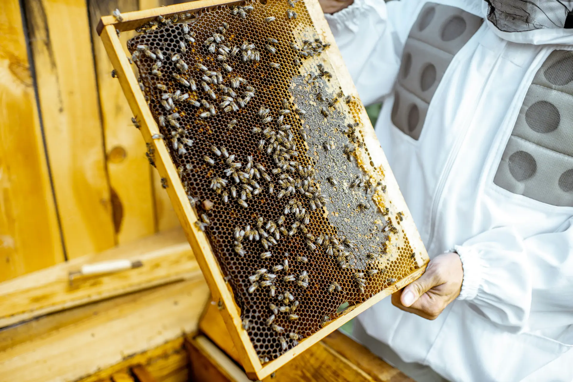Manuka Honig MGO 900+ Bild zu Aus selektierten Bienenfarmen