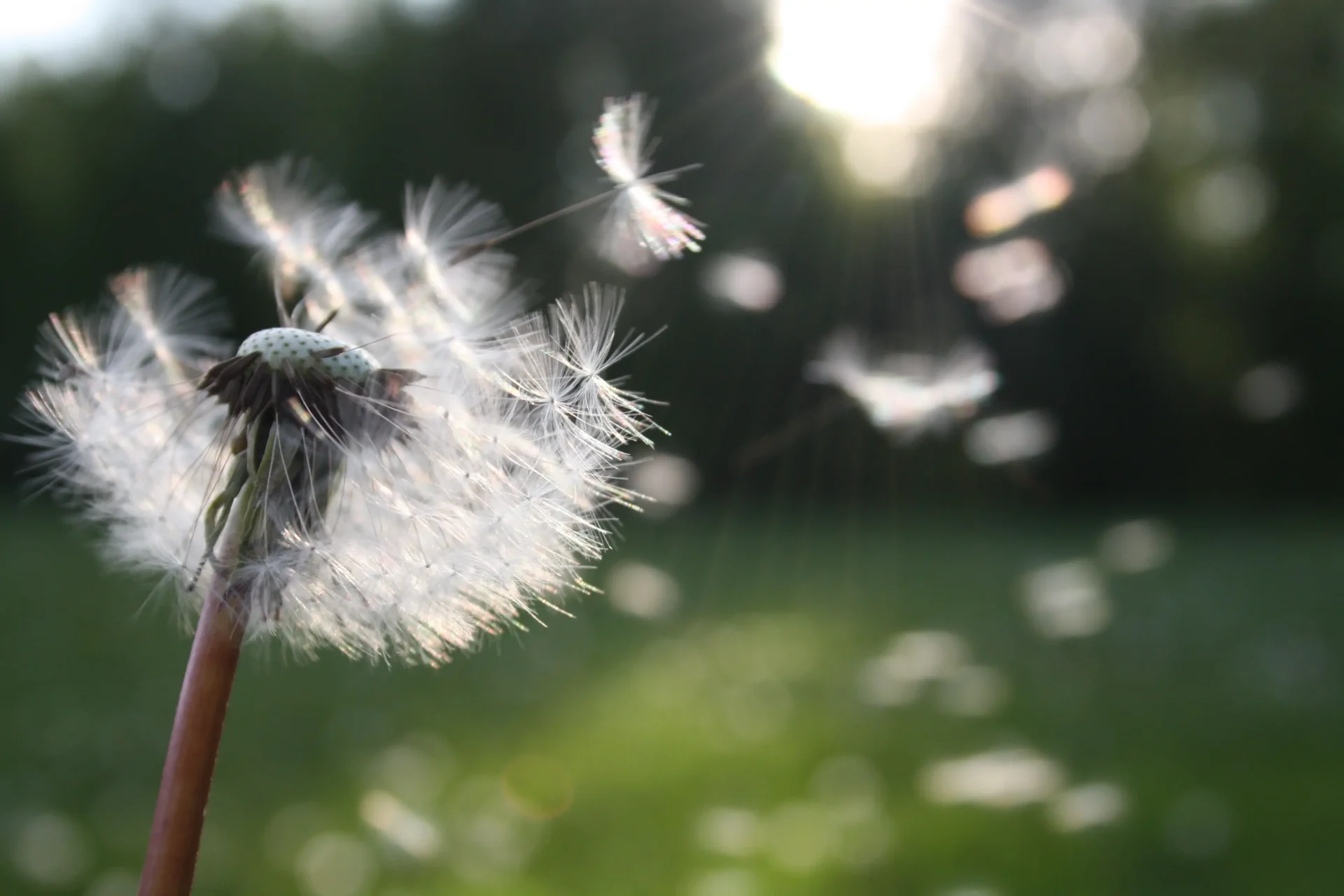 Lactoferrin – eine natürliche Alternative bei Heuschnupfen und allergischem Asthma?