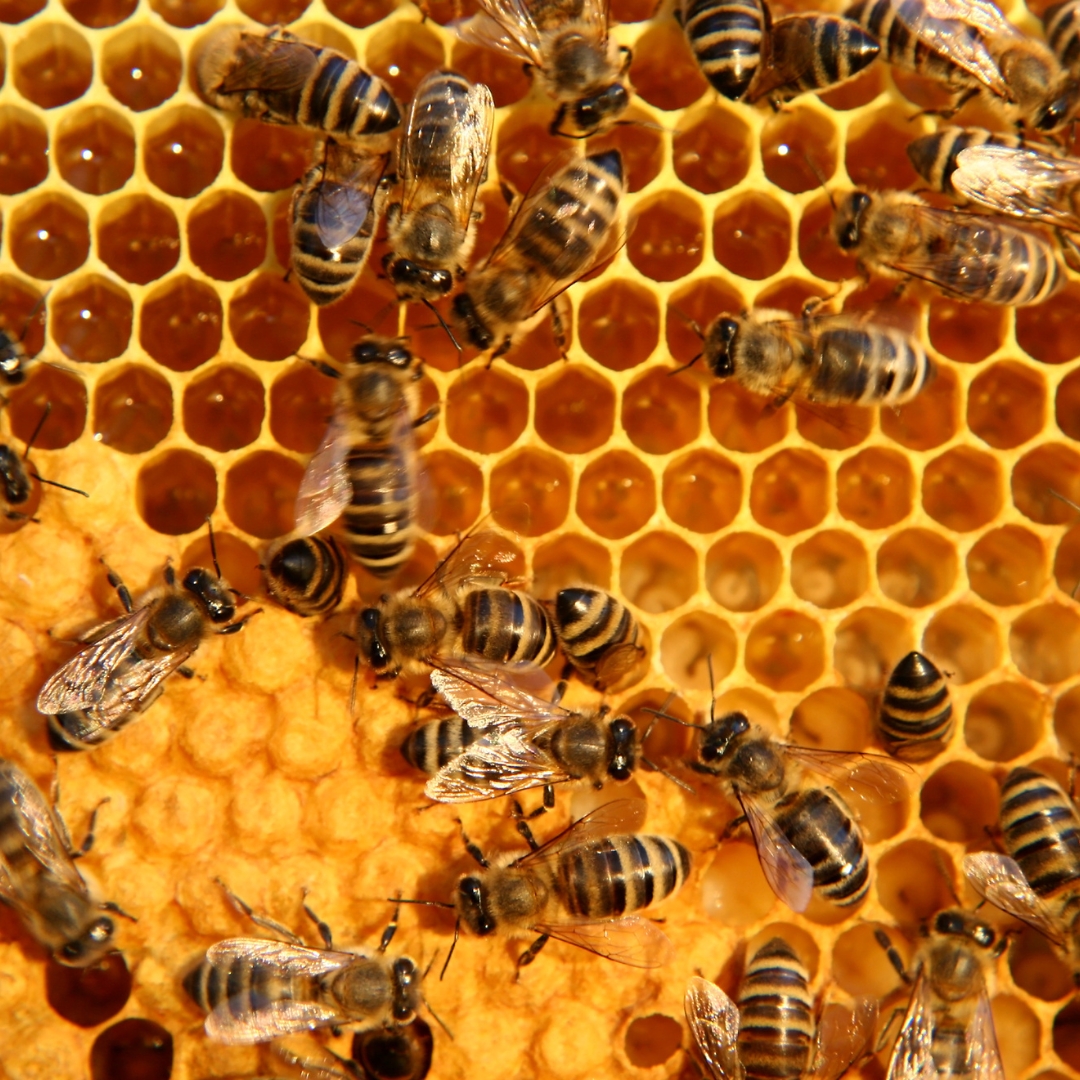 Manuka Honig Bild zu Selektierte Bienenfarmen