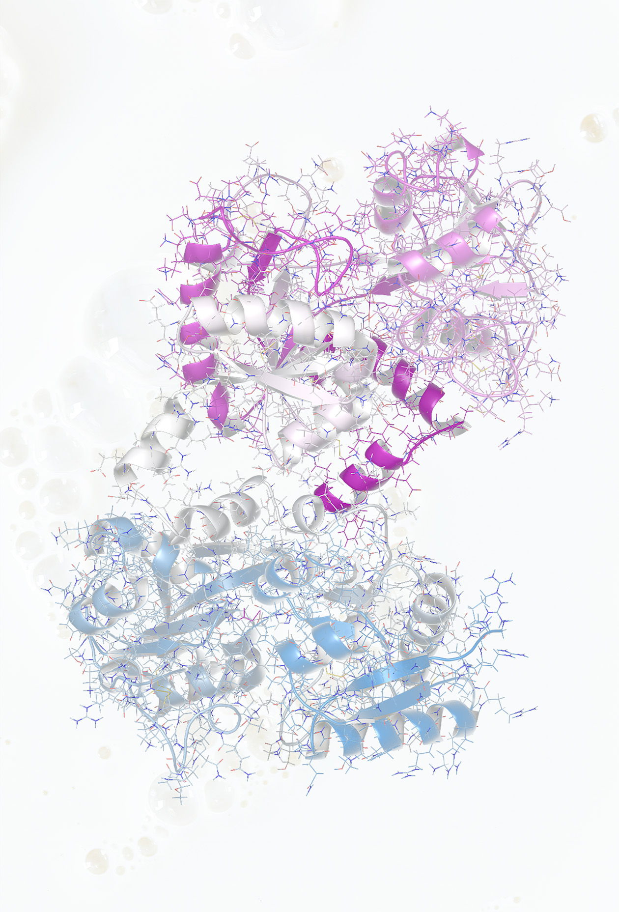Grafik zur Funktionsweise von Lactoferrin im Körper