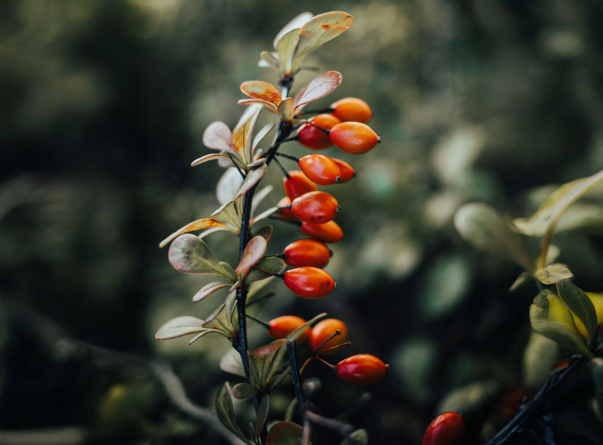 Darstellung von Vitamin C – natürliche Unterstützung für dein Immunsystem