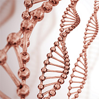 Nergy Q10 Bild zu Metabolism stimulation through L-Carnitine