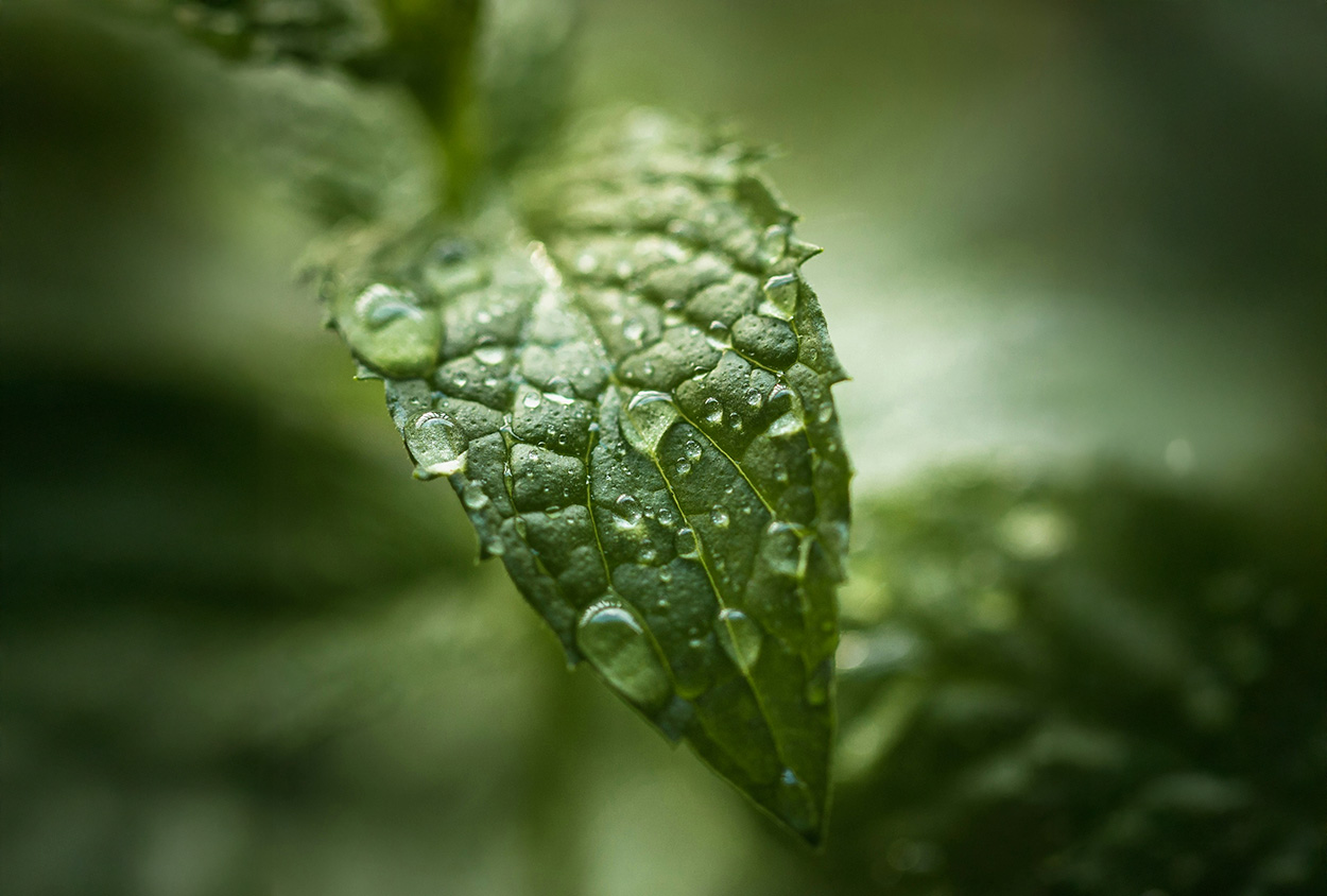 Darstellung von Melatonin Spray – natürliche Unterstützung für dein Immunsystem