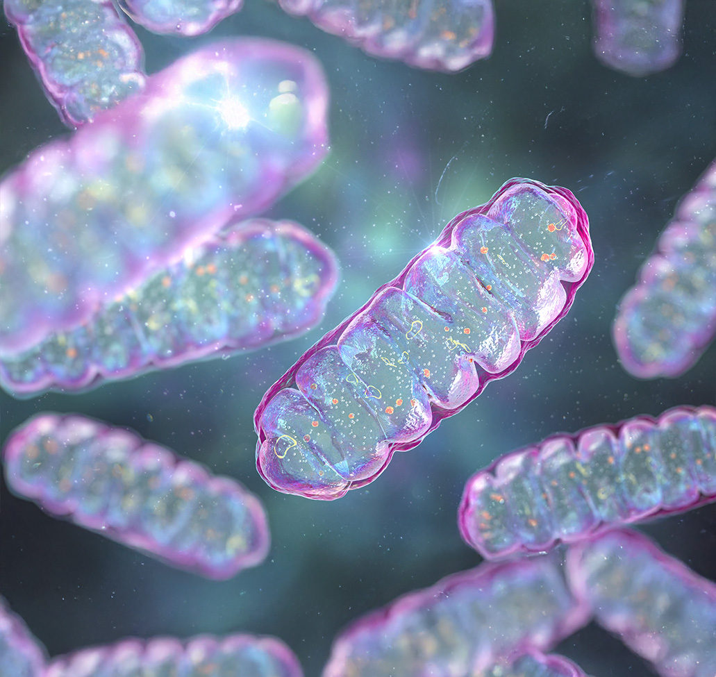 Infografik zur wissenschaftlichen Forschung rund um Q10 PQQ Complex