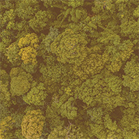 Manuka Honig Bild zu Unberührte Herkunftswälder