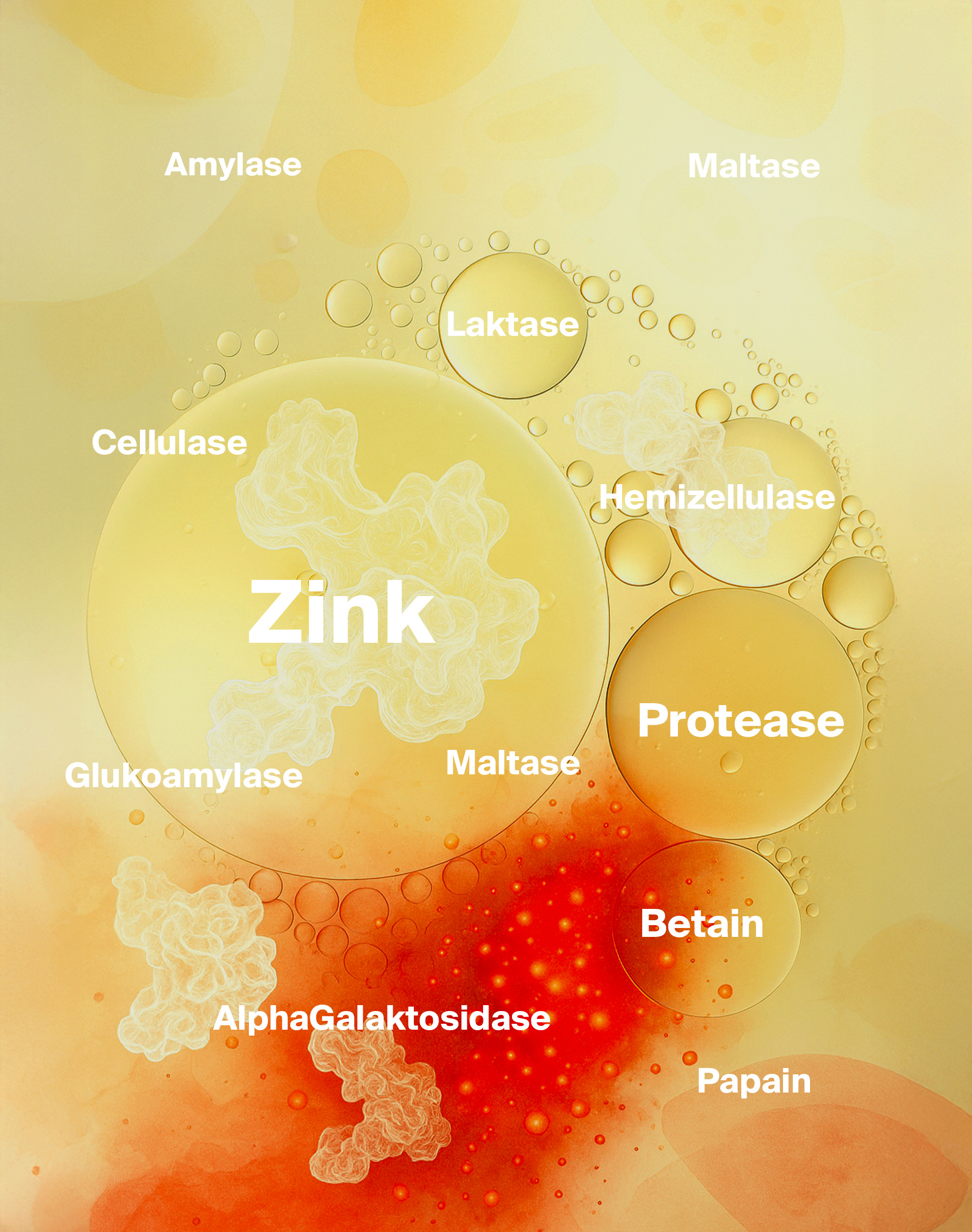 Infografik zur wissenschaftlichen Forschung rund um Nzym Enzym Komplex