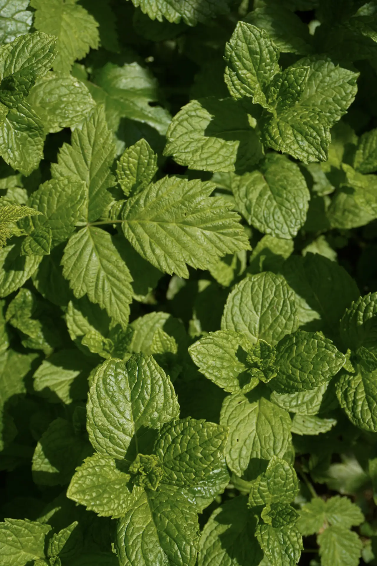 Übersicht der Inhaltsstoffe von Melatonin Spray 1 mg – natürlich & rein