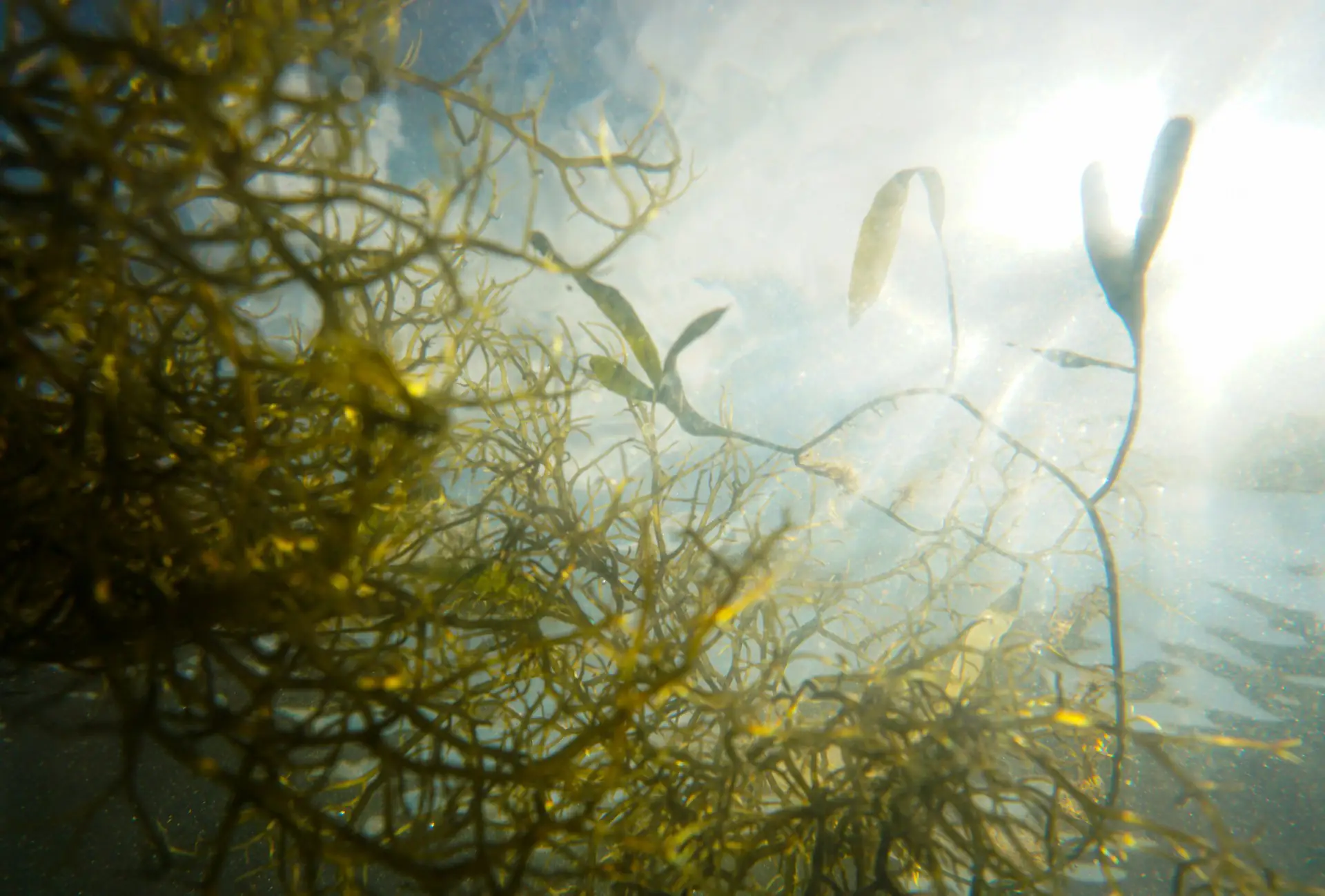 veganer lebensstil omega 3 algen ag