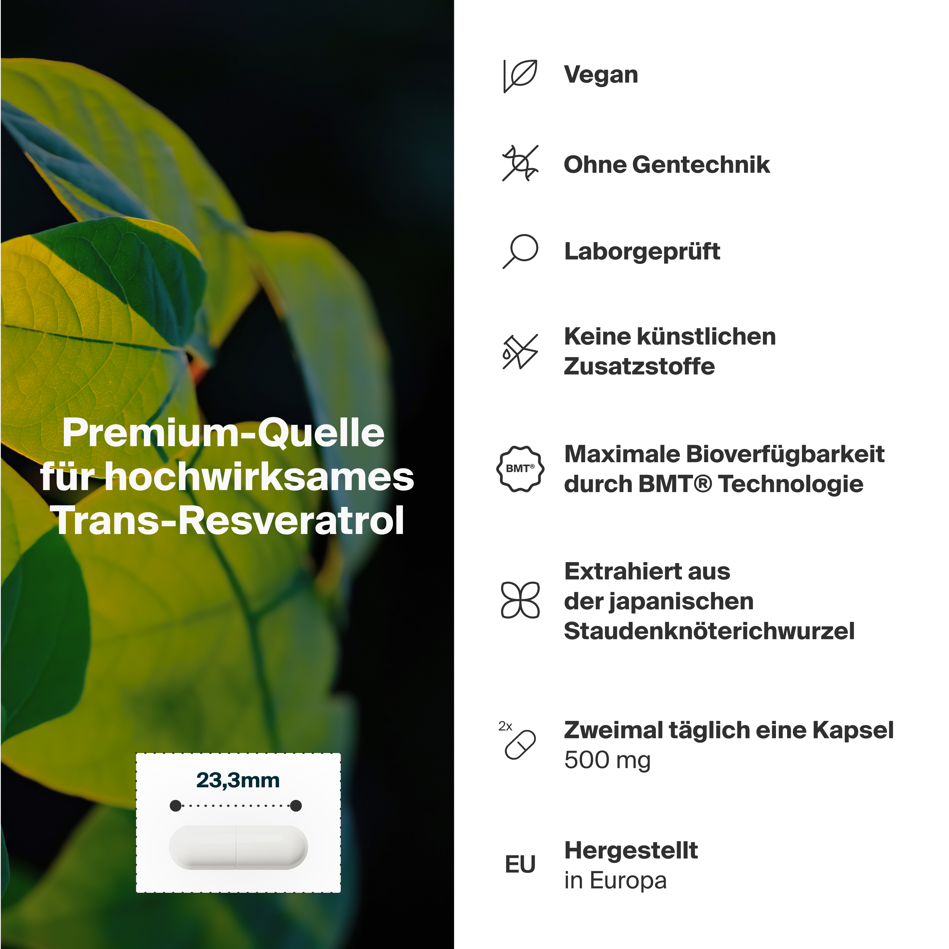 Resveratrol Longevity