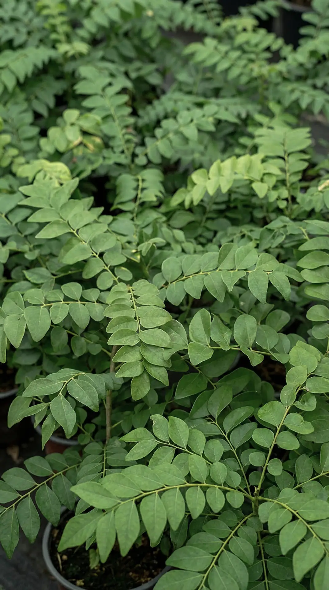 Performance Set Bild zu Pflanzliches Curryblatt-Eisen-Extrakt