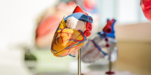 Anatomie des Herzens