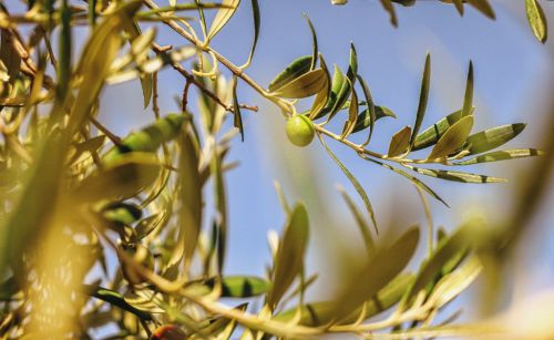 Premium Nahrungserg&auml;nzungsmittel & Superfood