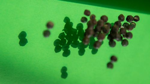 Premium Nahrungserg&auml;nzungsmittel & Superfood