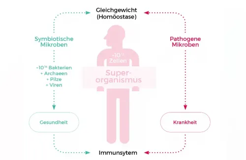 Premium Nahrungsergänzungsmittel & Superfood