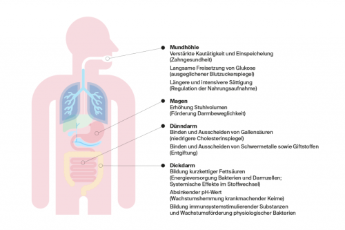 Premium Nahrungsergänzungsmittel & Superfood
