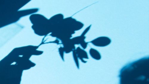 Premium Nahrungserg&auml;nzungsmittel & Superfood