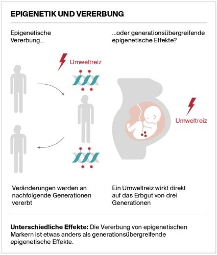 Premium Nahrungsergänzungsmittel & Superfood