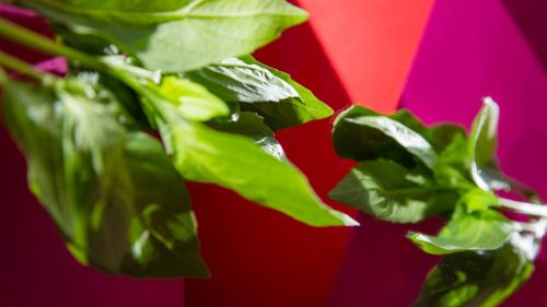 Premium Nahrungserg&auml;nzungsmittel & Superfood