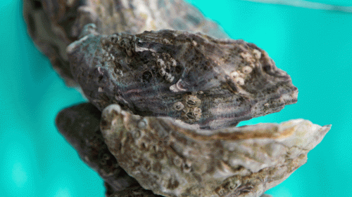 Premium Nahrungsergänzungsmittel & Superfood