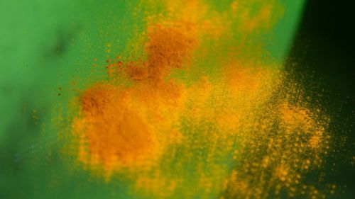 Premium Nahrungsergänzungsmittel & Superfood