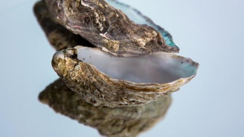 Muschel-Omega3 Fettsäuren
