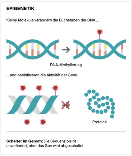 Premium Nahrungsergänzungsmittel & Superfood