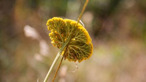 Premium Nahrungsergänzungsmittel & Superfood
