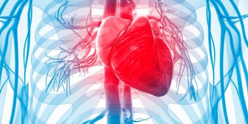 Das Herz-Kreislauf-System