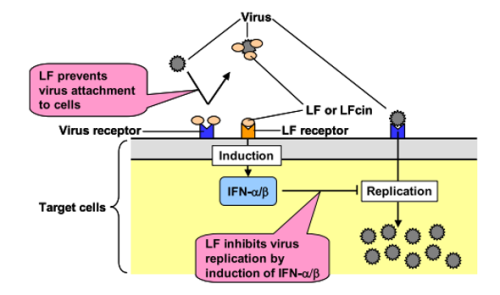 Premium Nahrungserg&auml;nzungsmittel & Superfood
