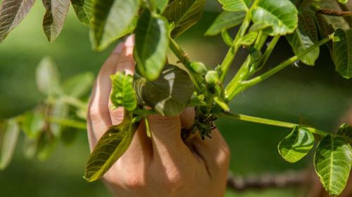Allergien, Pseudoallergien und Intoleranzen sind f&uuml;r Laien schwer zu unterscheiden und k&ouml;nnen unterschiedliche Symptome aufweisen. H&auml;ufig ist der Kontaktpunkt mit dem Antigen ausschlaggebend, welche Symptome entstehen.